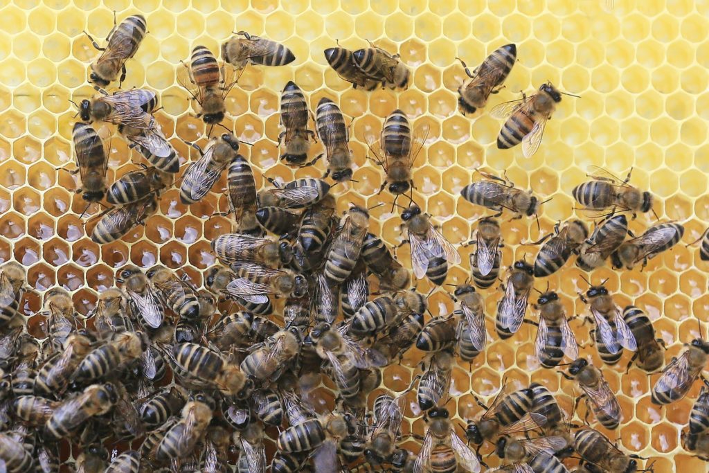 Poziv na predavanje pčelarske udruge „Bilogora - Bjelovar“ (Izvor: https://pixabay.com/en/bees-honeycomb-beekeeper-honey-2438361/)